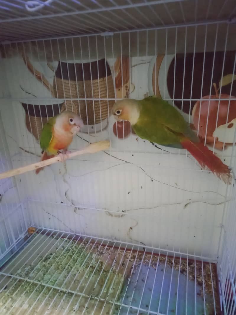 PineappleCinore 5