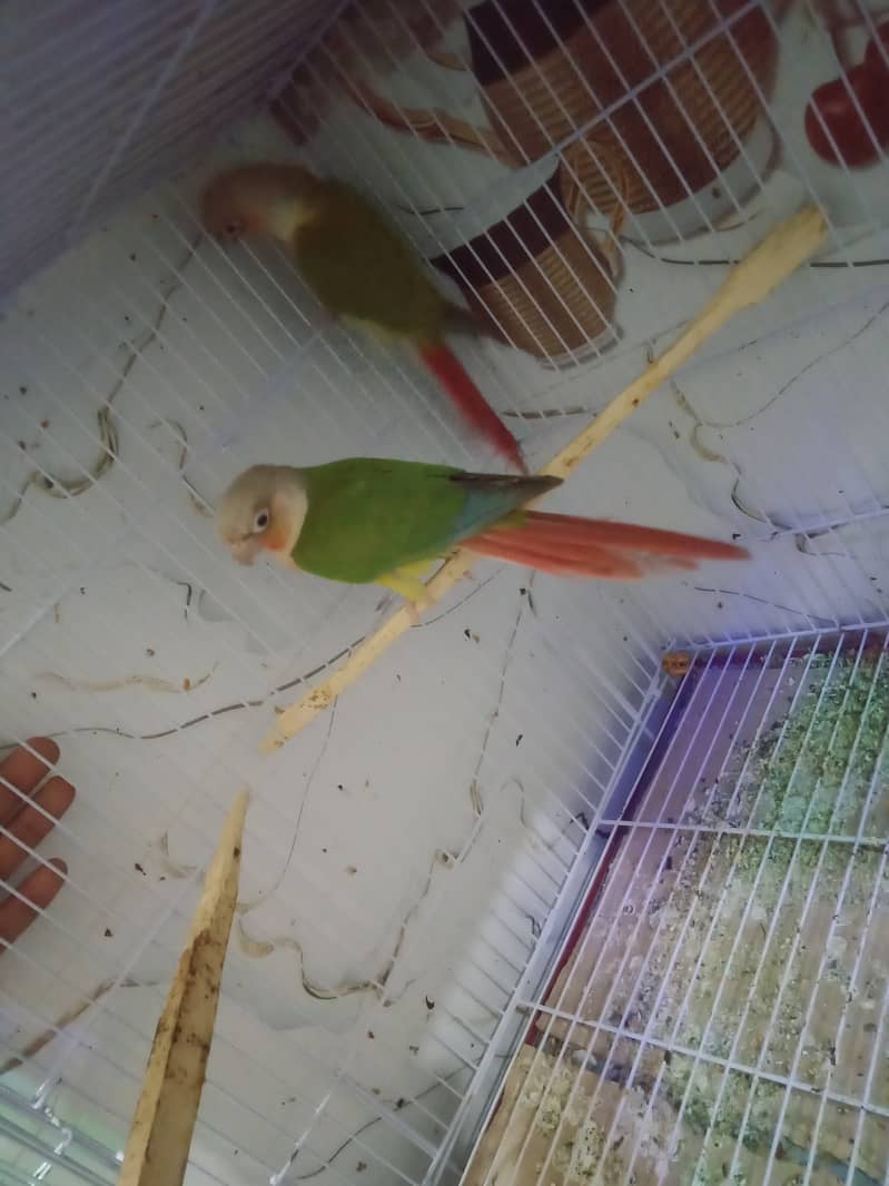 PineappleCinore 6