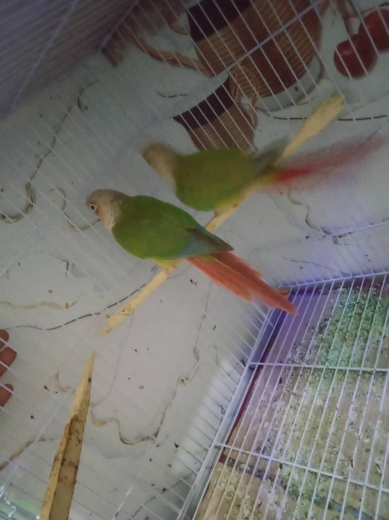 PineappleCinore 7