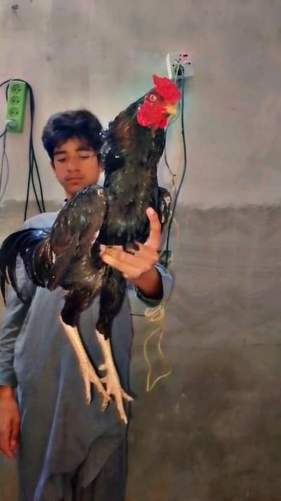 Pure Aseel Long Heighted Pure Thai Trio females kuruk ha dono
