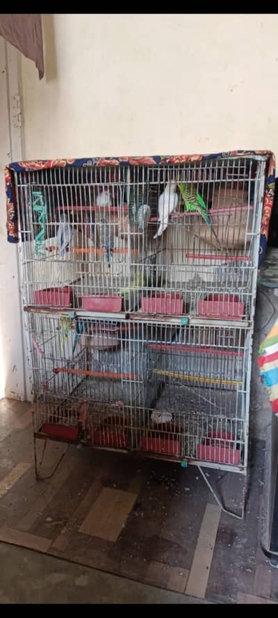 Australian Parrots