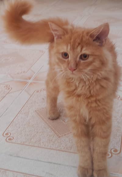 male cat
