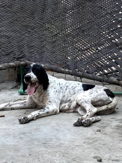 jerman pointer