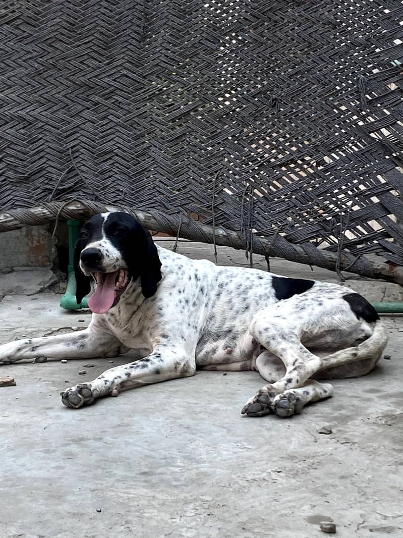 jerman pointer 0