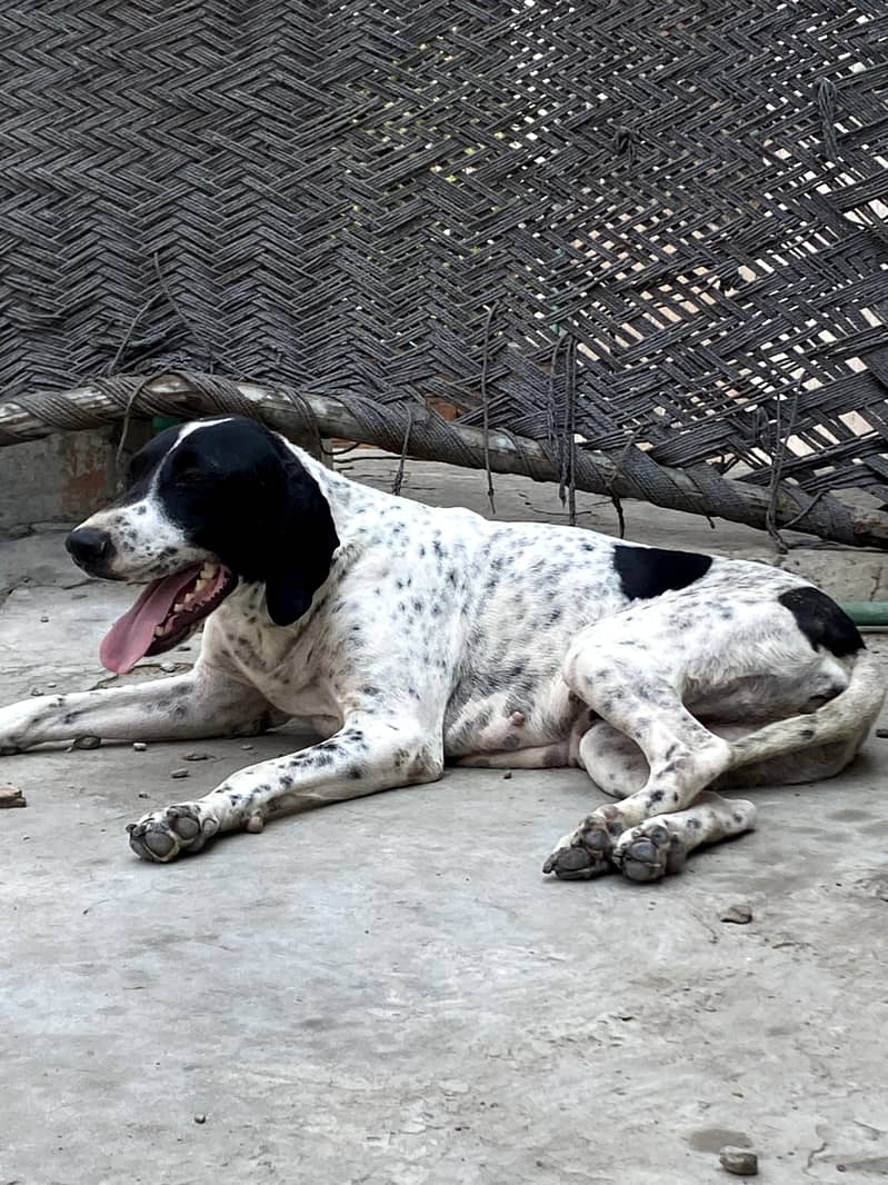 jerman pointer 1