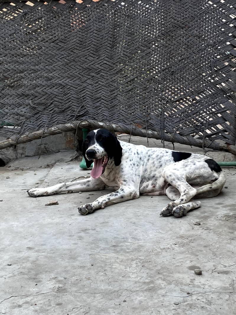 jerman pointer 2
