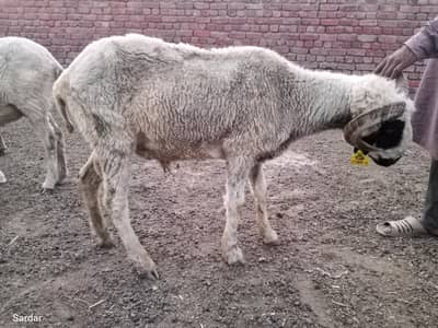 Chatra for qurbani