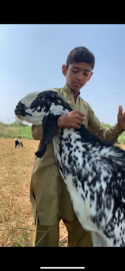 black chini quRbani bakra