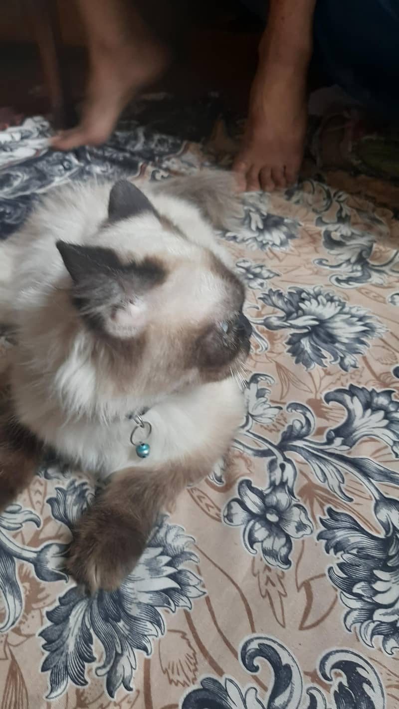 cates 2