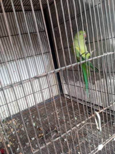 with box  percent breeder pair hai