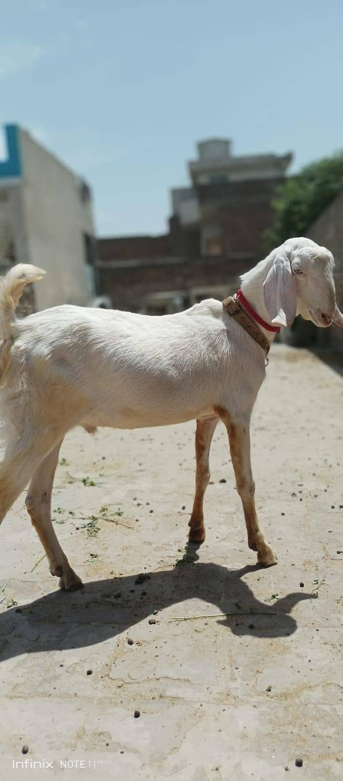 بلیک اینڈ وائٹ بکرا فور سیل 4