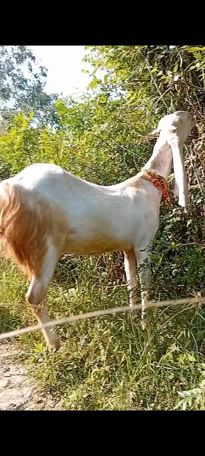 gulabi bakri 2 bachon k sath