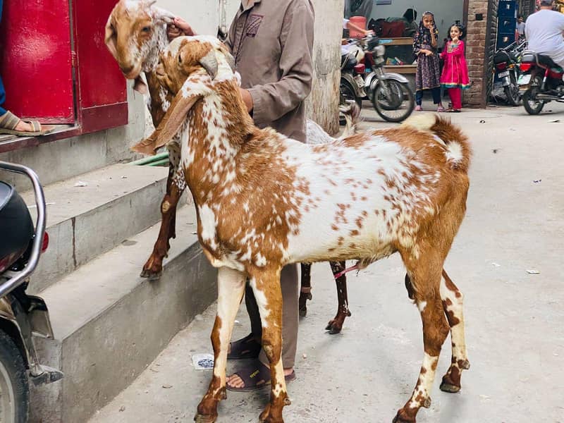 2 dant bakra 0