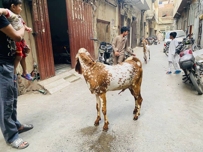 2 dant bakra 1