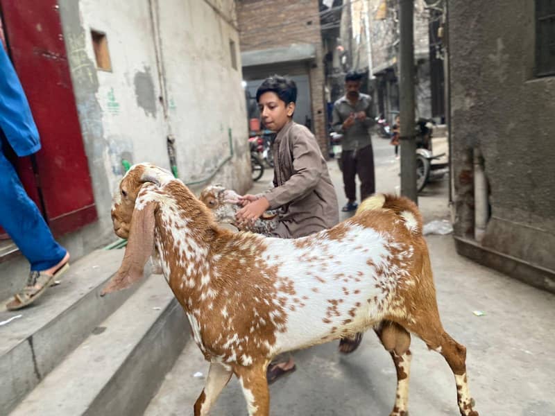 2 dant bakra 2