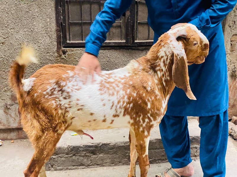 2 dant bakra 4