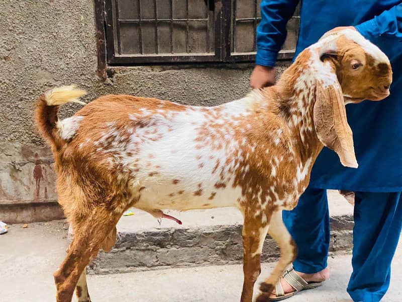 2 dant bakra 5