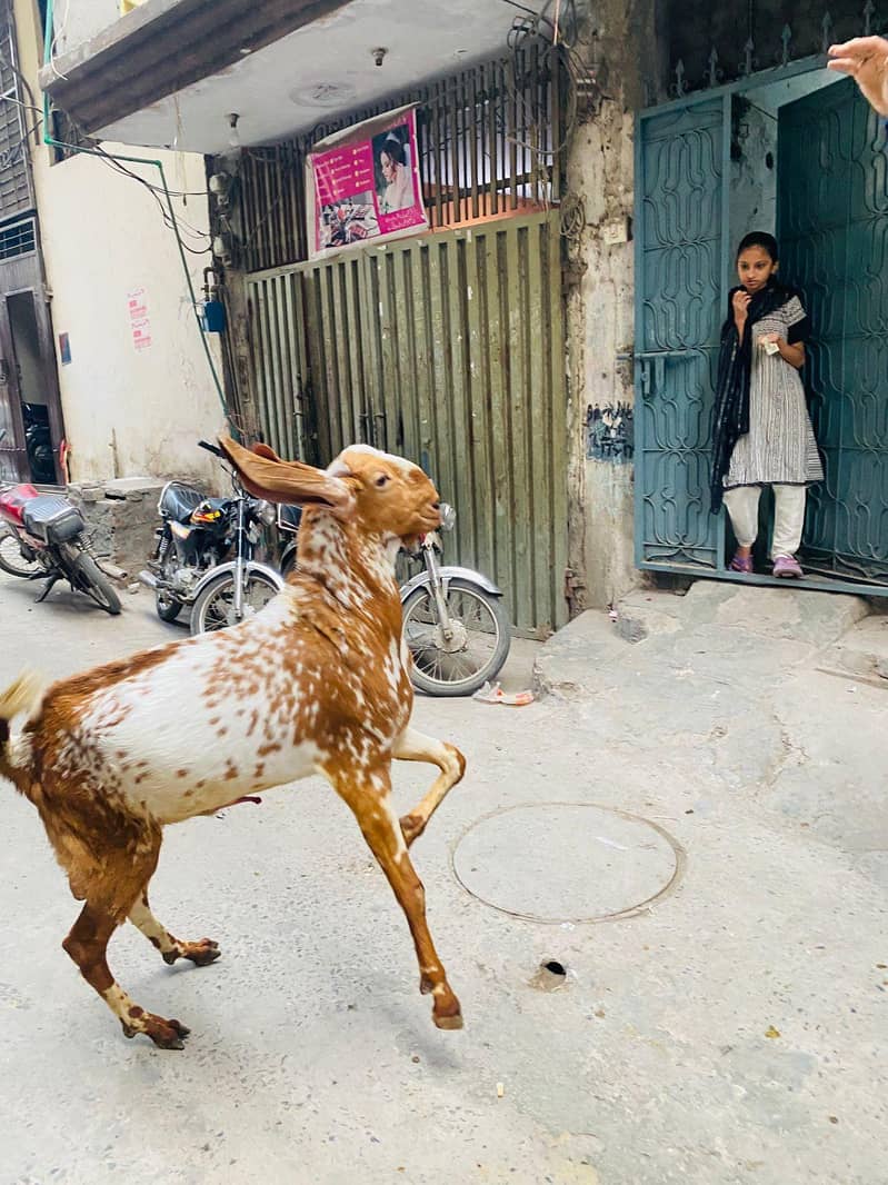2 dant bakra 6
