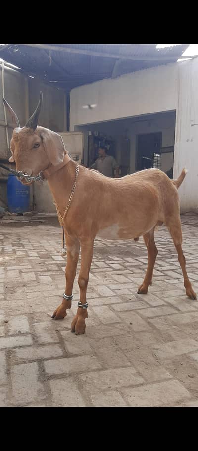Golden Taapray