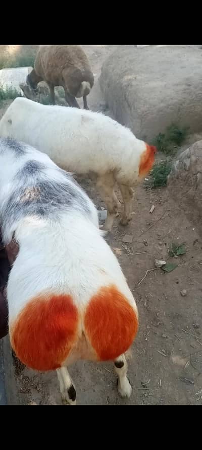 domba for sell