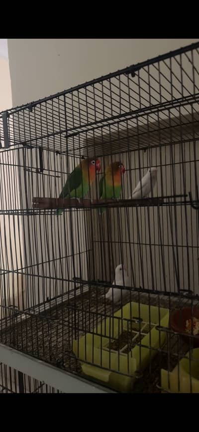 Lovebirds