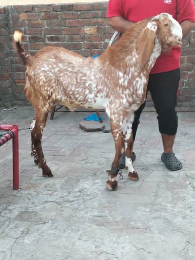 Makkhi Cheena Bakra | 4 Dant | Qurbani 2026