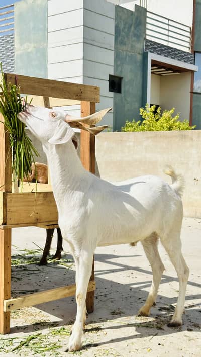 Goats for sale price starts 40 to 65