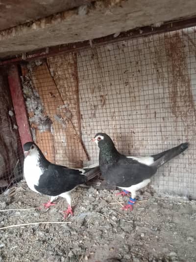 piegon for sale