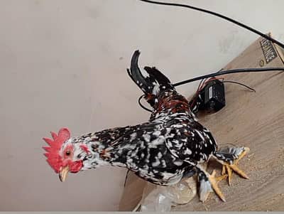 2 Mili flower male for sale age 4 months WhatsApp 03224492928