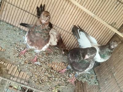 rampuri +ambersere cross breed