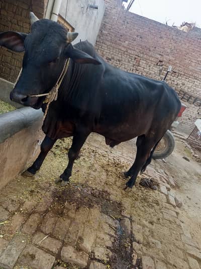 For Eid