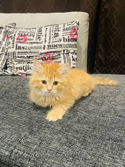  Adorable Fluffy Ginger Kitten For Sale.