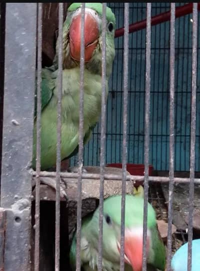 Alexanderine parakeet