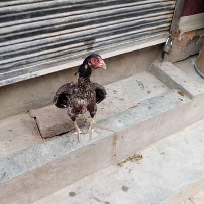 aseel اصیل مرغی براے فروخت