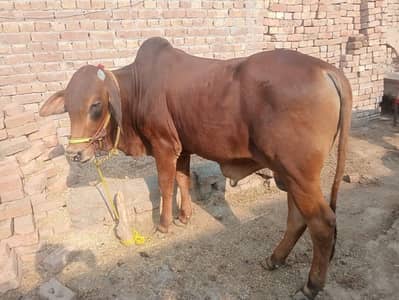 Qurbani Ka Khoobsurat Aur Tandrust Bail For Sale