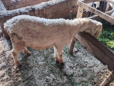 Sheep | Chtra | Kjla | Dumba | Qurbani ka chtra | Chtra For Sale
