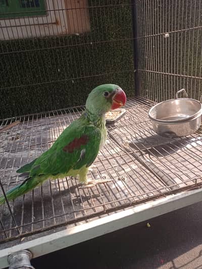 Jambo size and healthy raw chick