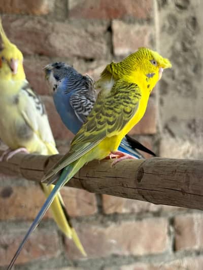 hogoromo budgie healthy and active pair