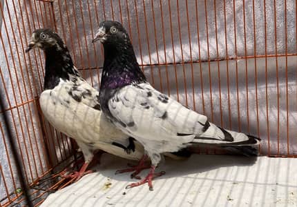 Teddy golden kamger bredr pairs