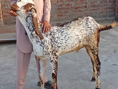 مکھی چینا بکرا