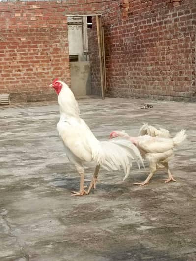 Heera pair for sale