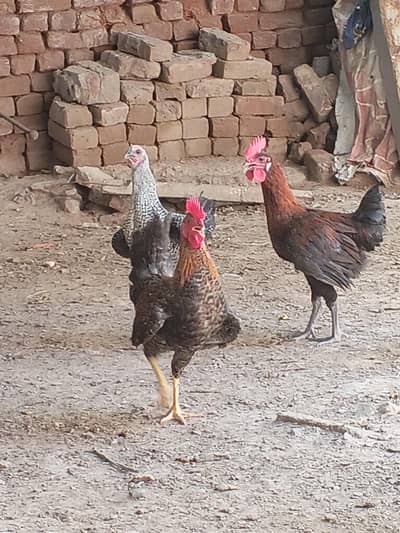 Hens Desi+Misri available
