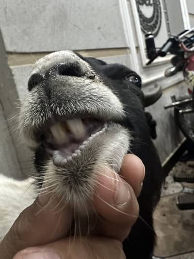 Qurbani walay bakray