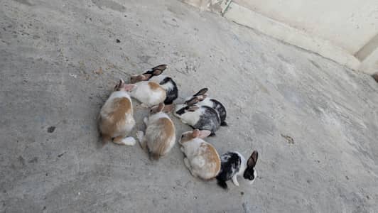 rabbits