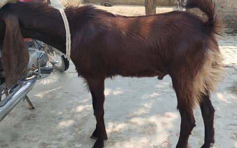 Qarbuni Wala Bakra