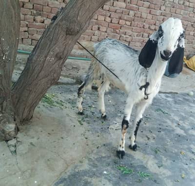 Bakra for sale