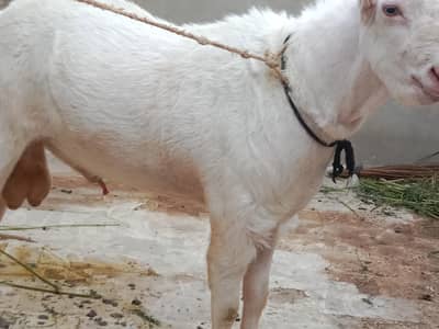 Pure tedda bakra for sell 03170080912
