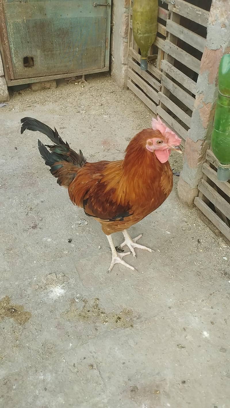 Dasi Murga 0