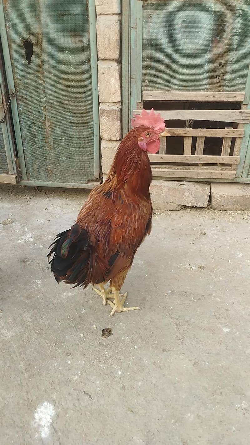 Dasi Murga 2