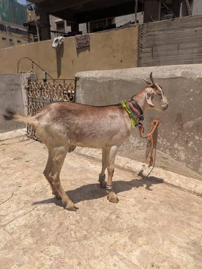 2 daant khsi bkra